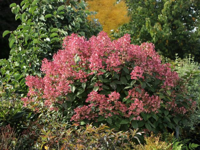 Сорт гортензии метельчатой «Вимс Ред» (Hydrangea paniculata 'Wim’s Red') Сорт гортензии метельчатой «Вимс Ред» (Hydrangea paniculata 'Wim’s Red')