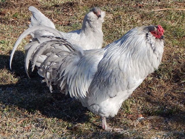 Курица «Амераукана» Курица «Амераукана»