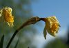 Нарциссы отцвели — пошаговый уход для пышного цветения в следующем году
