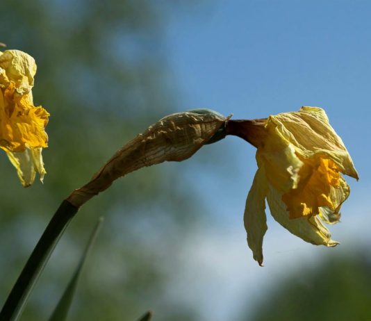 Нарциссы отцвели — пошаговый уход для пышного цветения в следующем году