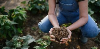 Плодородная почва — как предотвратить деградацию
