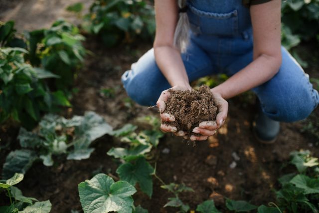 Как восстановить почву и сделать её плодородной?
