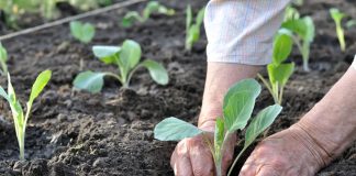 Простые советы, чтобы получить большой урожай - Буйские удобрения Простые советы, чтобы получить большой урожай