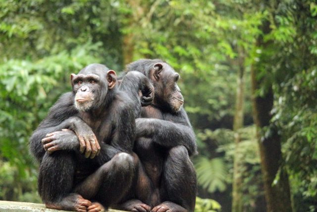 Шимпанзе составляют сложные фразы для коммуникации в группе.