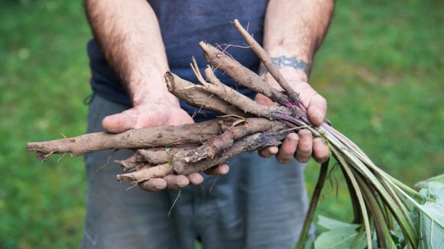 Корни лопуха еще интересней по вкусу и полезней. Корни лопуха еще интересней по вкусу и полезней.
