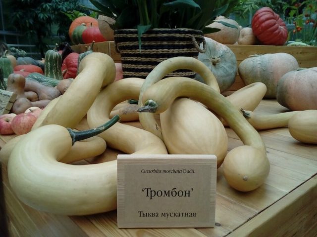 «Тромбон» или же «Тромбончино» — это овощ семейства тыквенных, происходящий из Лигурии (Италия) «Тромбон» или же «Тромбончино» — это овощ семейства тыквенных, происходящий из Лигурии (Италия)