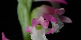 В Японии обнаружили “стеклянную” орхидею