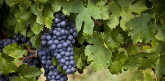 Вино старше хлеба! Ученые выяснили откуда произошел виноград