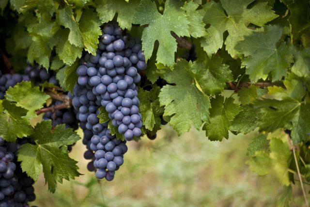 Вино старше хлеба! Ученые выяснили откуда произошел виноград
