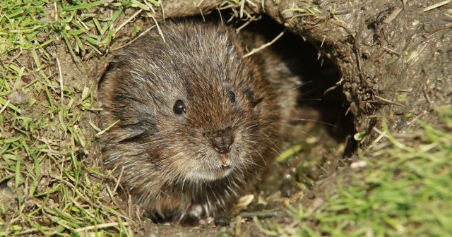 В особо «удачные» годы водяных крыс на участках можно встретить десятками.