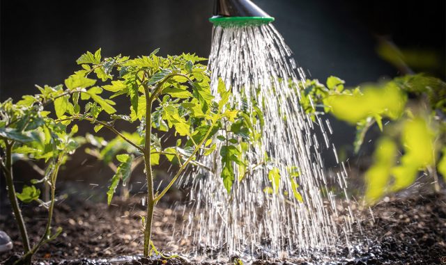 Высадка рассады томатов в грунт Высадка рассады томатов в грунт