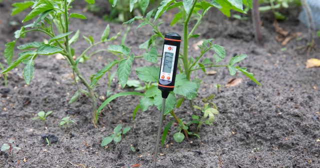 Единственный верный способ определить время высадки рассады – измерить температуру грунта. Единственный верный способ определить время высадки рассады – измерить температуру грунта.