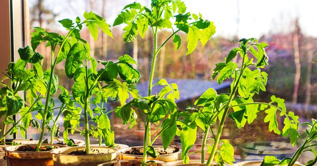 Недоразвитую рассаду можно пересаживать только в теплицы или в поздние сроки в открытый грунт Недоразвитую рассаду можно пересаживать только в теплицы или в поздние сроки в открытый грунт