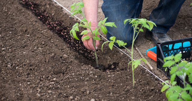 Влажный ком легче вынуть из тары, не разрушив его. Влажный ком легче вынуть из тары, не разрушив его.