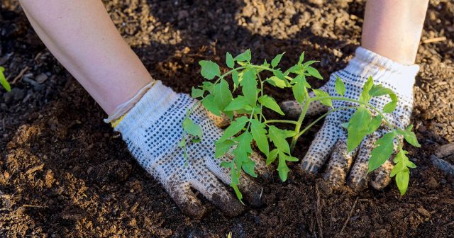 Сильно вытянутую рассаду можно и нужно заглублять. Сильно вытянутую рассаду можно и нужно заглублять.