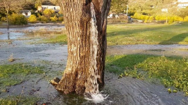 Живой фонтан из ствола дерева — уникальное явление в Черногории 