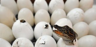 Что было раньше - рептилия или яйцо? Ученые раскрыли тайну первобытного размножения.