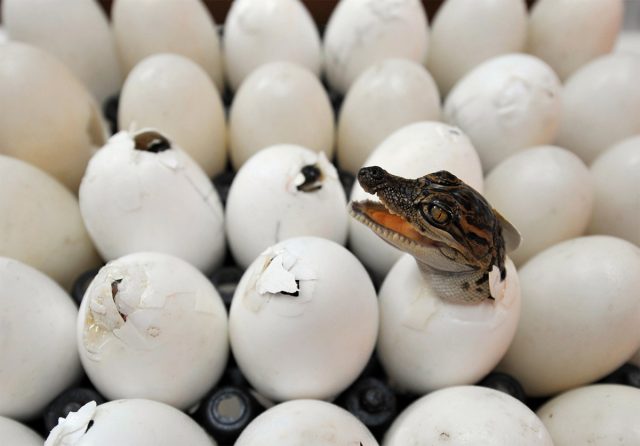 Что было раньше - рептилия или яйцо? Ученые раскрыли тайну первобытного размножения. 