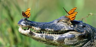 Невероятное открытие: крокодилы способны к “однополому размножению”