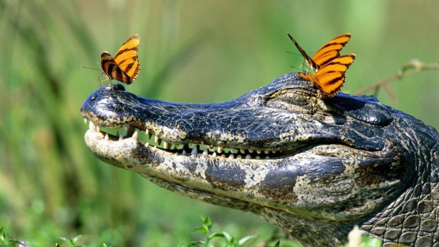 Невероятное открытие — крокодилы способны к «однополому размножению»