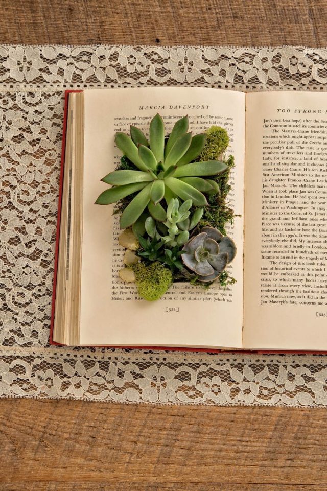 Маленький сад из суккулентов в книге Маленький сад из суккулентов в книге