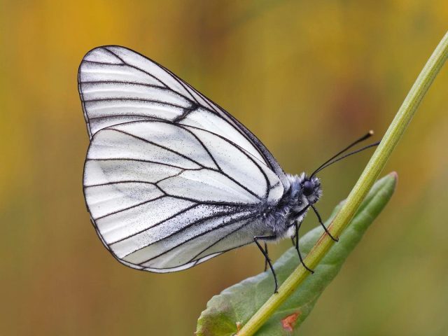 Боярышница имеет белые полупрозрачные крылья с хорошо заметными тёмными жилками, пятен и отметин на крыльях нет