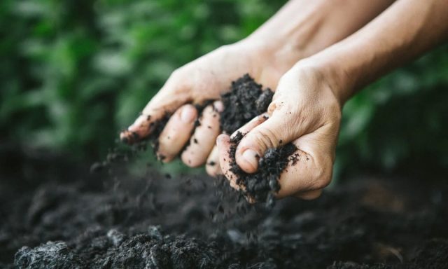 Гумус можно получить из органических отходов Гумус можно получить из органических отходов