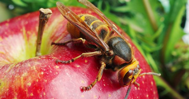 Как избавиться от ос на даче и не быть ужаленным
