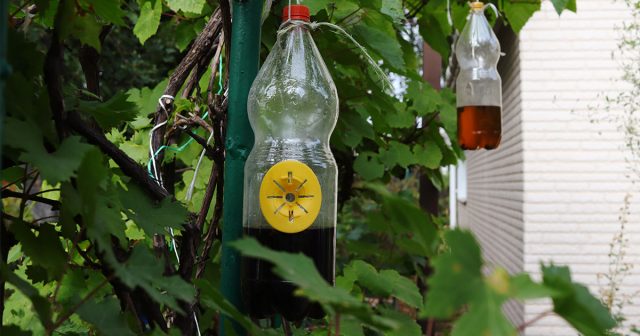 Ловушки больше относятся к профилактическим средствам и не помогут избавиться от осиного гнезда.