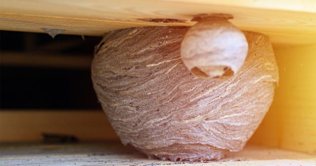 Осиные гнезда часто появляются в труднодоступных местах