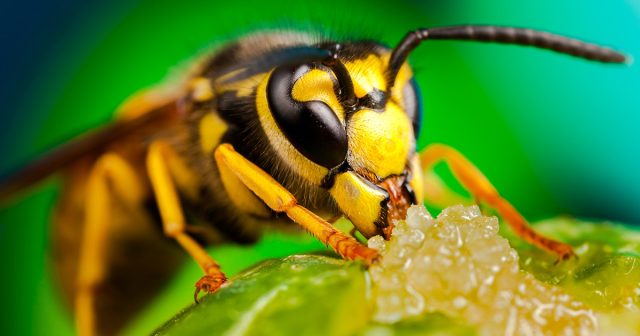 Для ос сигналом атаки служит, как правило, наши неосмотрительные действия.