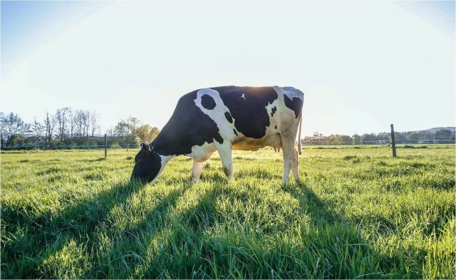 Для выпаса подойдут заброшенные огороды, участки рядом с лесом, всяческие полянки.