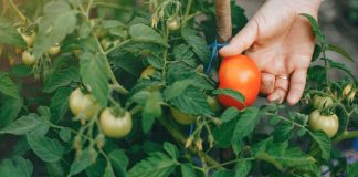 Как подкормить томаты после высадки в грунт?