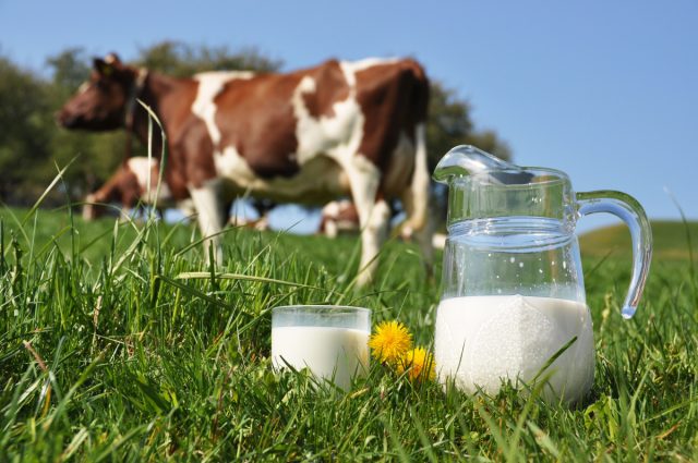 Как получить больше молока от коровы — 8 правил высокого удоя
