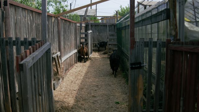 Постройка загона для коз начинается с установки опор. Постройка загона для коз начинается с установки опор.