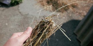 Как правильно заготовить сено на зиму?