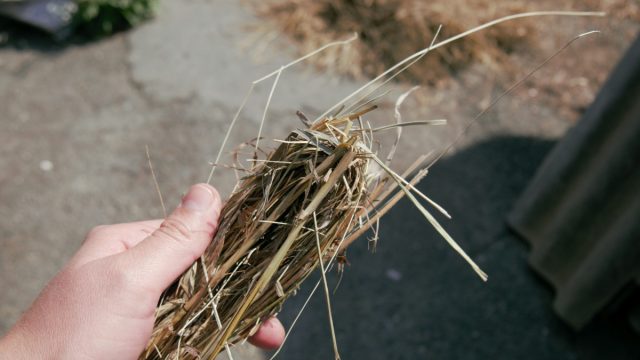 Как правильно заготовить сено на зиму? Как правильно заготовить сено на зиму?