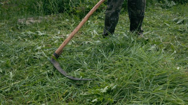 Наилучшим вариантом будет заготовить сено с разнообразным составом трав Наилучшим вариантом будет заготовить сено с разнообразным составом трав