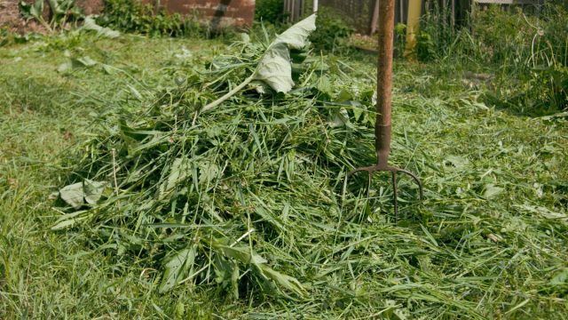 Траву скашивают и оставляют сушиться прямо на поле под солнечными лучами. Траву скашивают и оставляют сушиться прямо на поле под солнечными лучами.