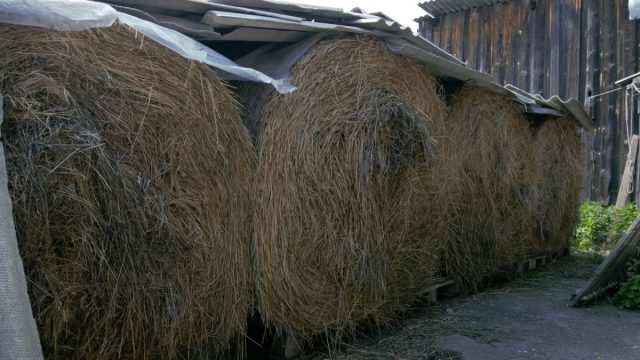 Для сушки под навесом сено раскидывают слоем не более 30 см Для сушки под навесом сено раскидывают слоем не более 30 см