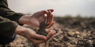 Как справиться с песчаной почвой? Надежные методы по улучшению грунта