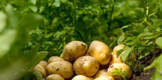 Как увеличить урожай картофеля? Пошаговый уход от удобрений до инсектицидов