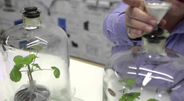 Большая часть исследований сосредоточена вокруг специального контейнера, в котором растение выращивается в активированном угле вместо почвы.