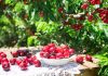 Какой сорт черешни посадить в саду? Выбираем самые вкусные и устойчивые к морозам