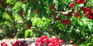 Какой сорт черешни посадить в саду? Выбираем самые вкусные и устойчивые - Агрофирма «Поиск» Какой сорт черешни посадить в саду? Выбираем самые вкусные и устойчивые к морозам