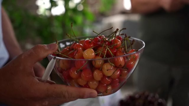 Черешня «Орловская розовая» Черешня «Орловская розовая»