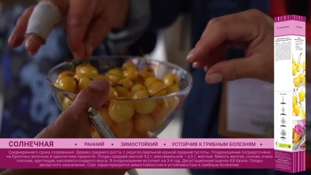 Черешня «Солнечная» Черешня «Солнечная»