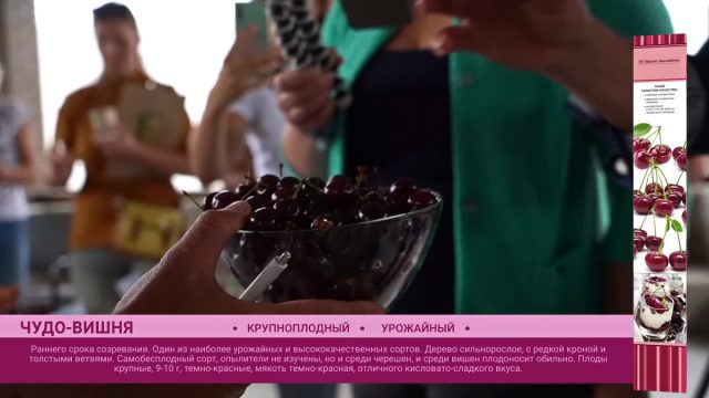 Гибрид «Чудо-вишня» Гибрид «Чудо-вишня»