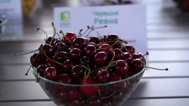 Черешня «Ревна» Черешня «Ревна»