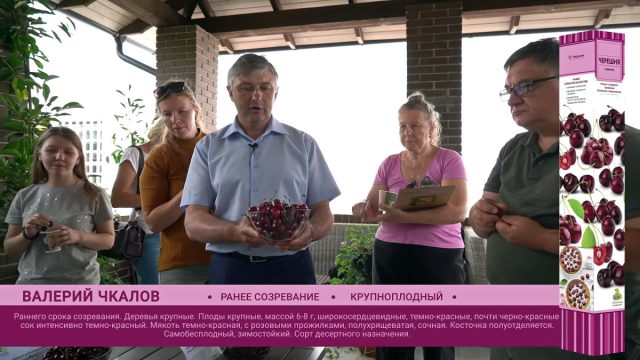 Черешня «Валерий Чкалов» Черешня «Валерий Чкалов»